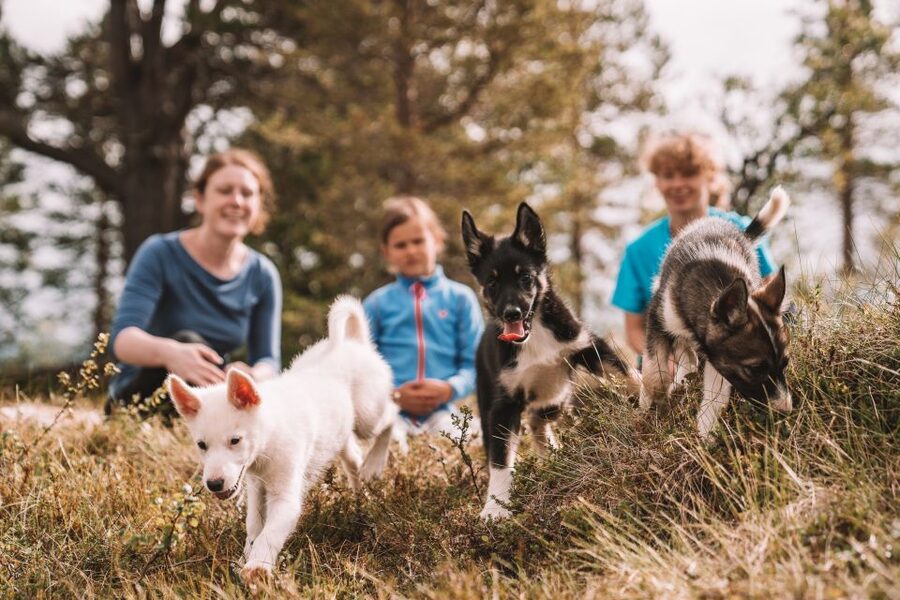 Tromsø: Puppy Training at the Husky Kennel with Lunch - A warm Norwegian lunch by the fire