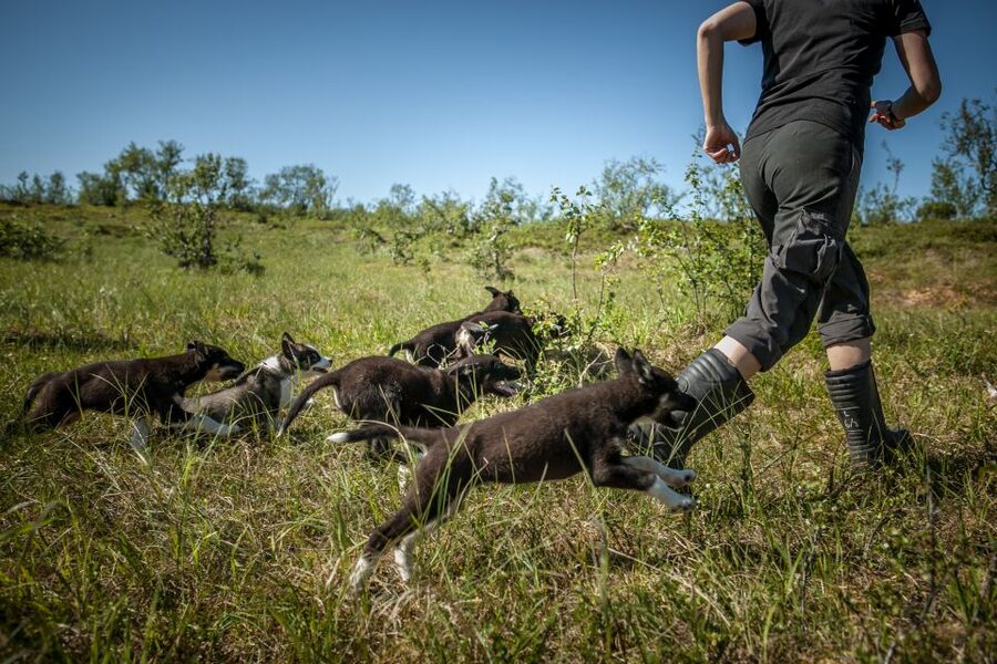 Tromsø: Puppy Training at the Husky Kennel with Lunch - What $172 per person really buys