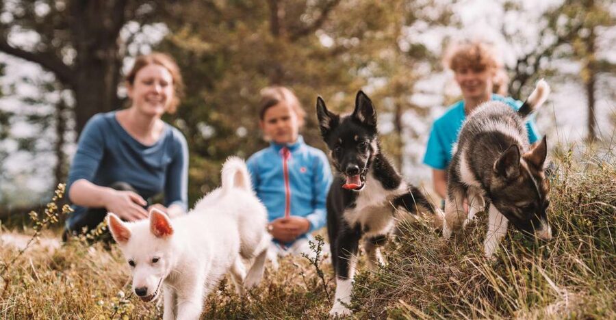 Tromsø: Puppy Training at the Husky Kennel with Lunch - Is the activity ethical and well handled?