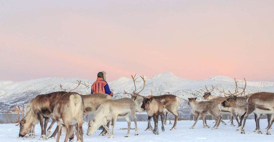 Tromsø: Reindeer Camp and Sami Cultural Tour with Lunch - Key points to know before you book