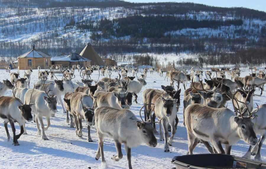 Tromsø: Reindeer Camp and Sami Cultural Tour with Lunch - From Tromsø harbor to the reindeer camp