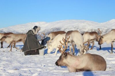 Reindeer Camp and Sami Cultural Tour with Lunch