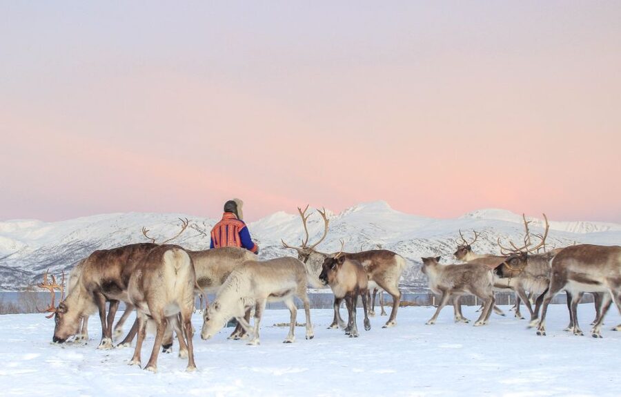 Tromsø: Reindeer Camp and Sami Cultural Tour with Lunch - What the Sami cultural session adds