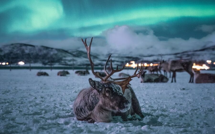 Tromsø: Reindeer Camp Dinner with Chance of Northern Lights - Key points to know before booking