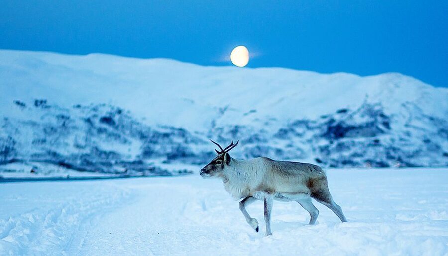 Tromsø: Reindeer Camp Dinner with Chance of Northern Lights - Is $163 a fair price?