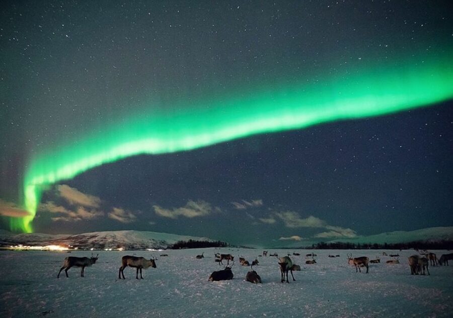 Tromsø: Reindeer Camp Dinner with Chance of Northern Lights - Meeting the reindeer in the dark