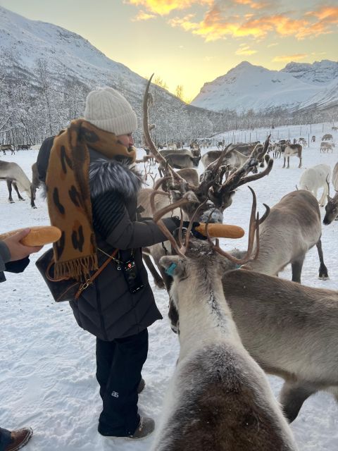 Tromsø: Reindeer Experience at a Sami Camp - What the Sami family adds to the visit
