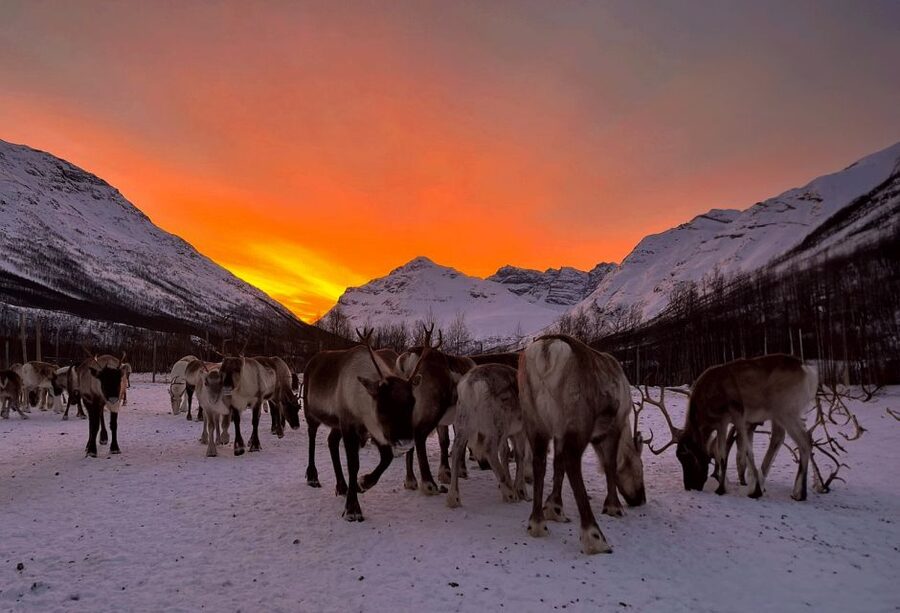 Tromsø: Reindeer Experience at a Sami Camp - Is $167 a fair price?