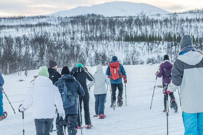Tromso: Reindeer Feeding and Snowshoeing Tour with Lunch - Morning or Afternoon: Picking the Better Departure