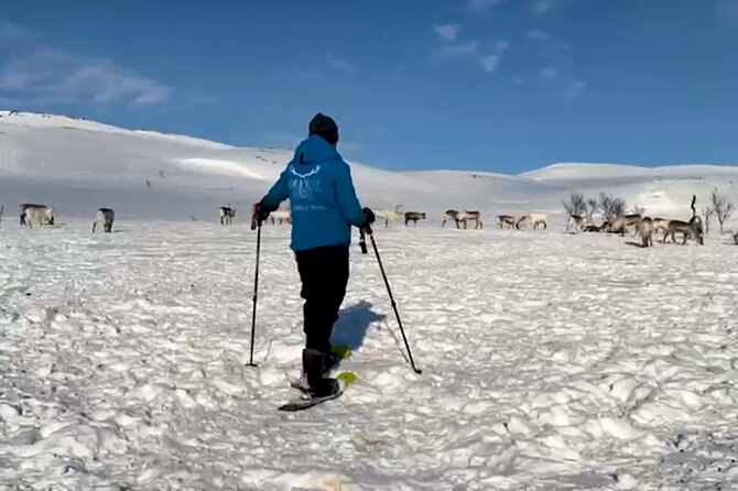Tromso: Reindeer Feeding and Snowshoeing Tour with Lunch - Transport From Tromsø Bus Terminal