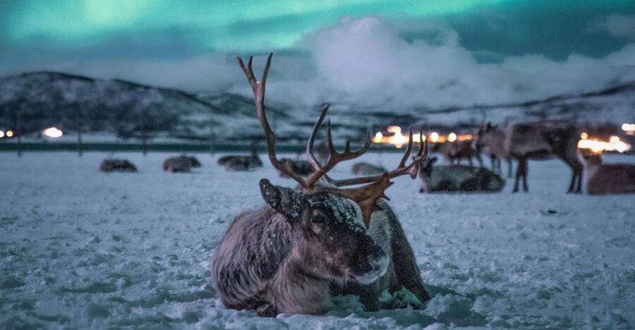 Tromsø: Reindeer Sled, Dinner, and Chance of Northern Lights - Meeting a herd of 300 reindeer