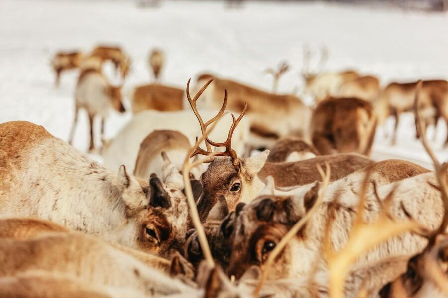 Tromsø: Reindeer Sledding & Feeding with a Sami Guide - Key points to know before booking