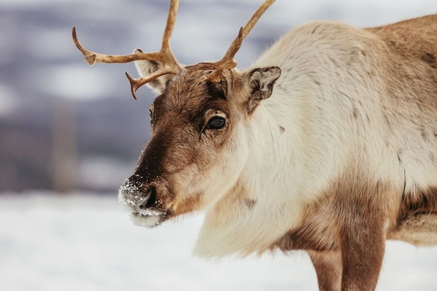 Tromsø: Reindeer Sledding & Feeding with a Sami Guide - What to wear and bring
