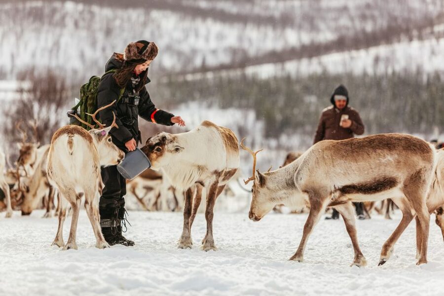 Tromsø: Reindeer Sledding & Feeding with a Sami Guide - From Tromsø bus terminal to the reindeer camp
