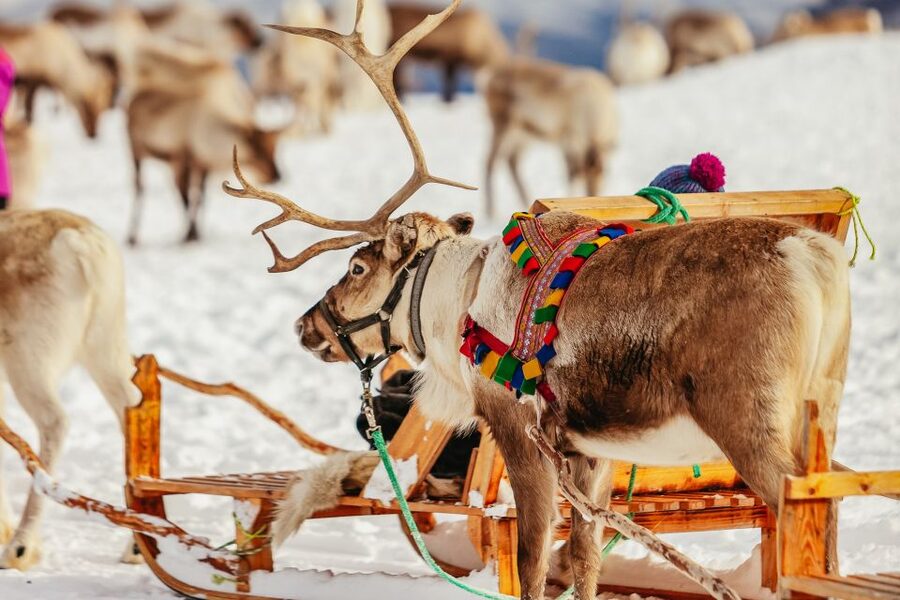 Tromsø: Reindeer Sledding & Feeding with a Sami Guide - The sled ride through snowy scenery