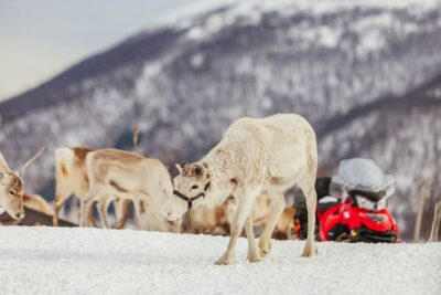 Reindeer Sledding & Feeding with a Sami Guide
