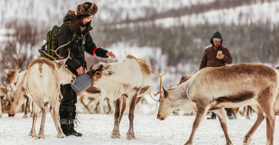 Tromsø: Reindeer Sledding & Feeding with a Sami Guide - How the four hours usually feel