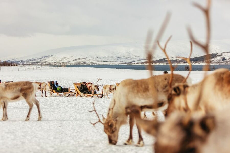 Tromsø: Reindeer Sledding & Feeding with a Sami Guide - Is $198 per person good value?