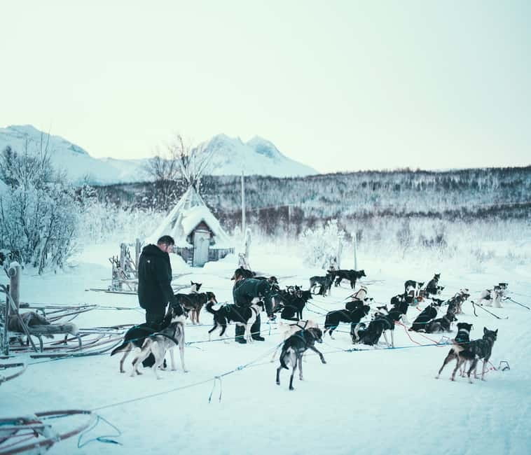 Tromsø: Self-Drive Husky Dog Sledding Adventure - The 70 to 80 minute run through Arctic scenery