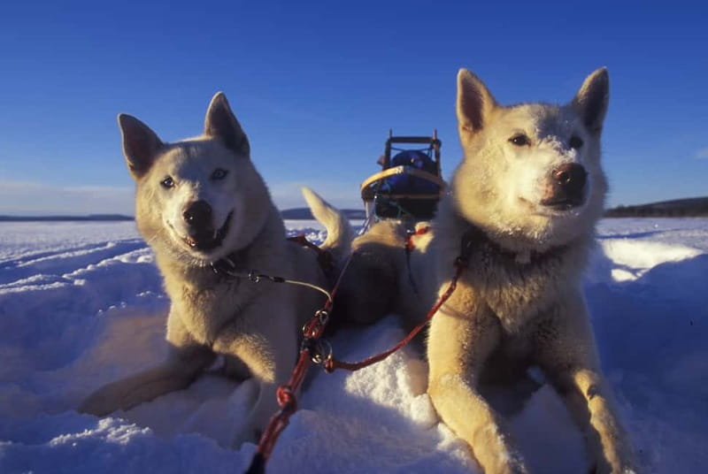 Tromsø: Self-Drive Husky Dog Sledding Adventure - Driving your own team instead of just riding