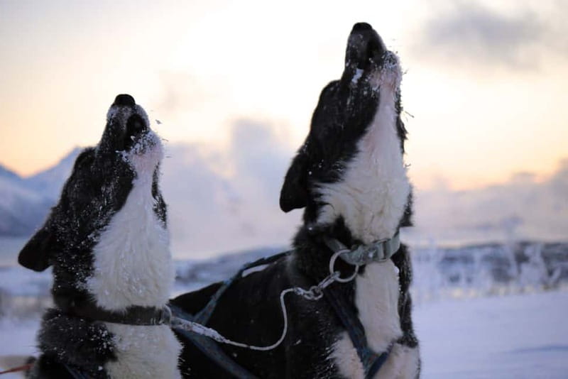 Tromsø: Self-Drive Husky Dog Sledding Adventure - The dogs are part of the attraction