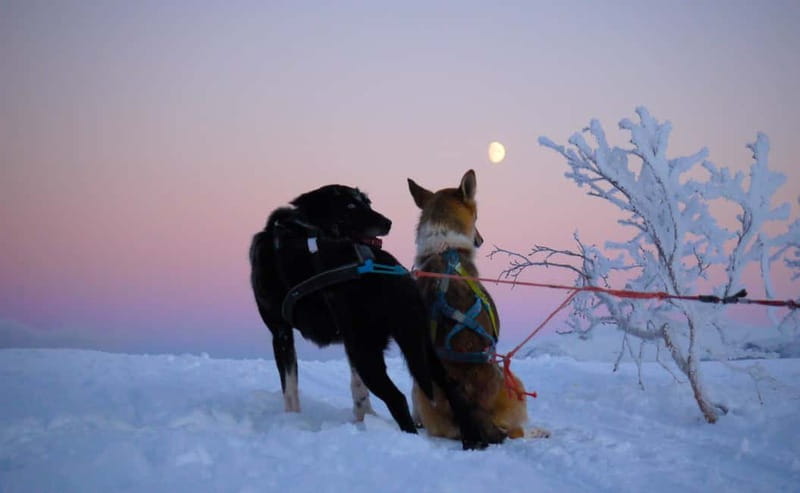 Tromsø: Self-Drive Husky Dog Sledding Adventure - Warming up inside the Sami Lavvo
