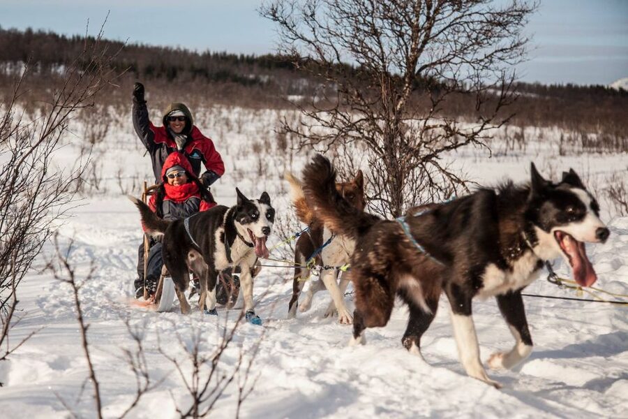 Tromsø: Self-Drive Husky Dog Sledding Adventure - What the $328 price gets you