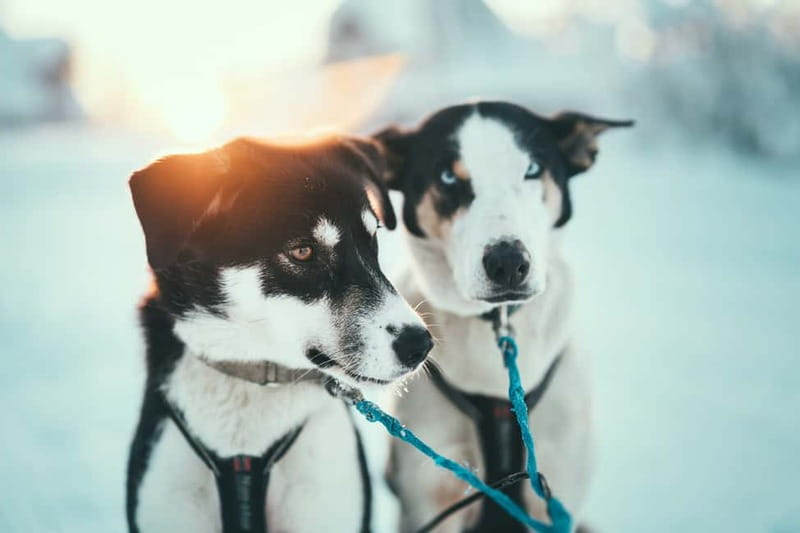 Tromsø: Self-Drive Husky Dog Sledding Adventure - Learning to control a two-person sled