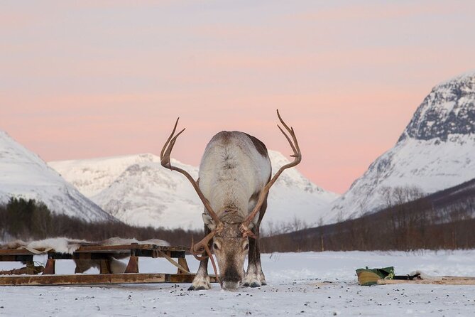 Tromsø Snowmobiling, Ice Domes Snow Park, and Reindeer Visit - Getting dressed for the Arctic