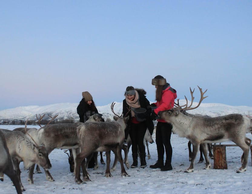 Tromsø: Snowshoeing Tour & Reindeer Encounter with Lunch - Meeting the bus at Tromsø Havn Prostneset