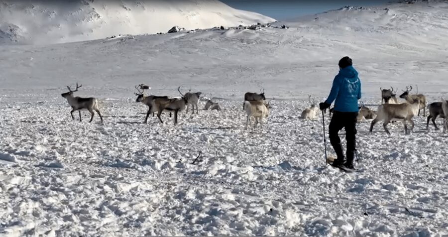 Tromsø: Snowshoeing Tour & Reindeer Encounter with Lunch - What to wear and what to know before you go