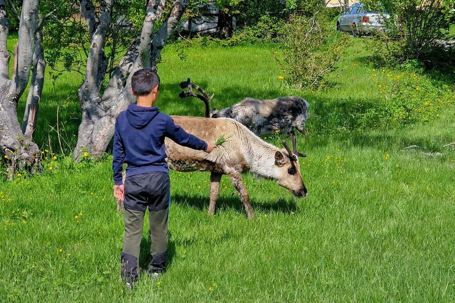 Tromsø: Sommaroy Fjord Tour with Lunch Option & Midnight Sun - Key points to know before booking