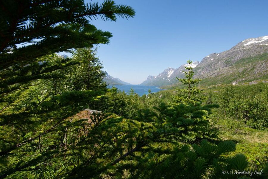 Tromsø: Summer Fjord Road Trip with Citizen Science - A homemade picnic beside the Arctic water