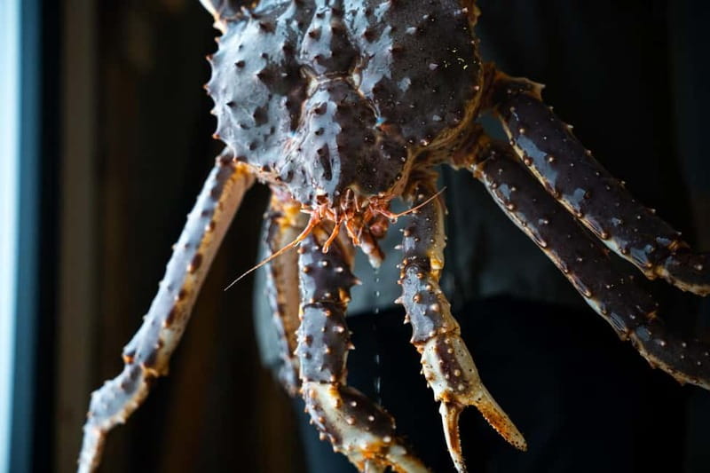 Tromsø: Tasty King Crab Adventure - Choosing the crab from the aquarium