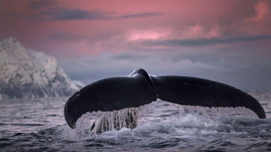 Tromsø Whale Safari with MS Gabriele - A scenic backup that still feels worthwhile