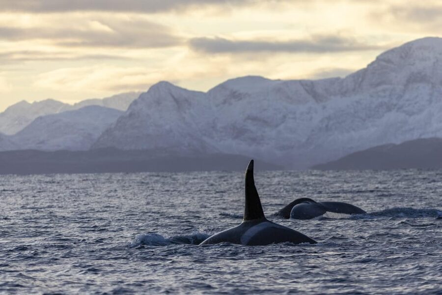 Tromsø Whale Safari with MS Gabriele - Why MS Gabriele makes the long ride easier