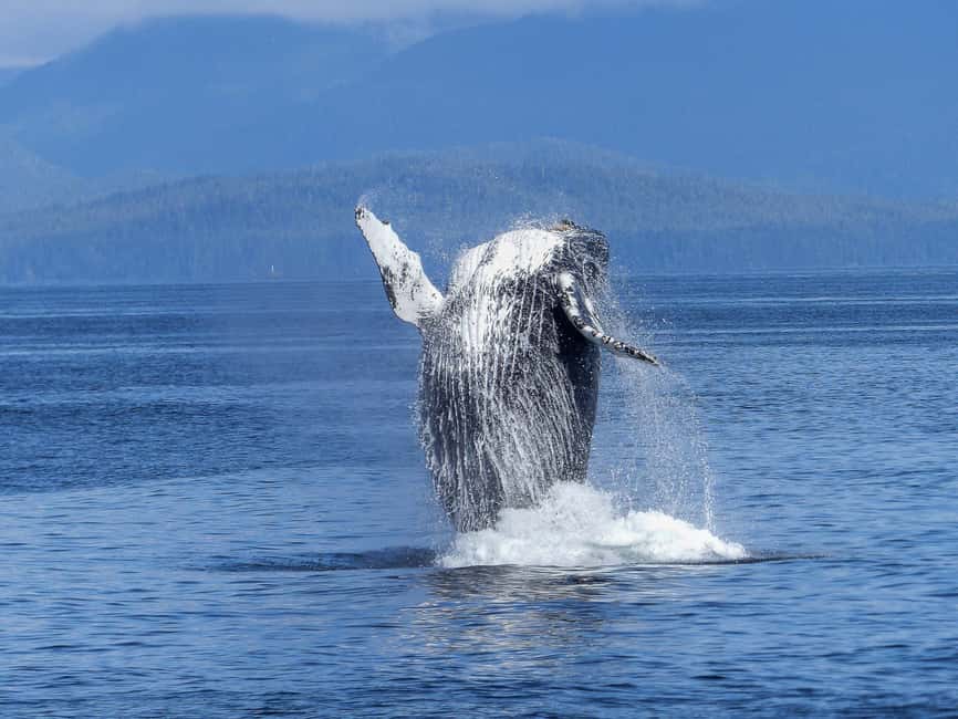 Tromsø Whale Safari with MS Keiser Wilhelm - Choosing Between the Saloon and Open Deck