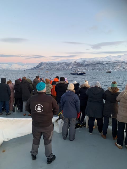 Tromsø Whale Safari with MS Keiser Wilhelm - Watching Orcas And Humpback Whales