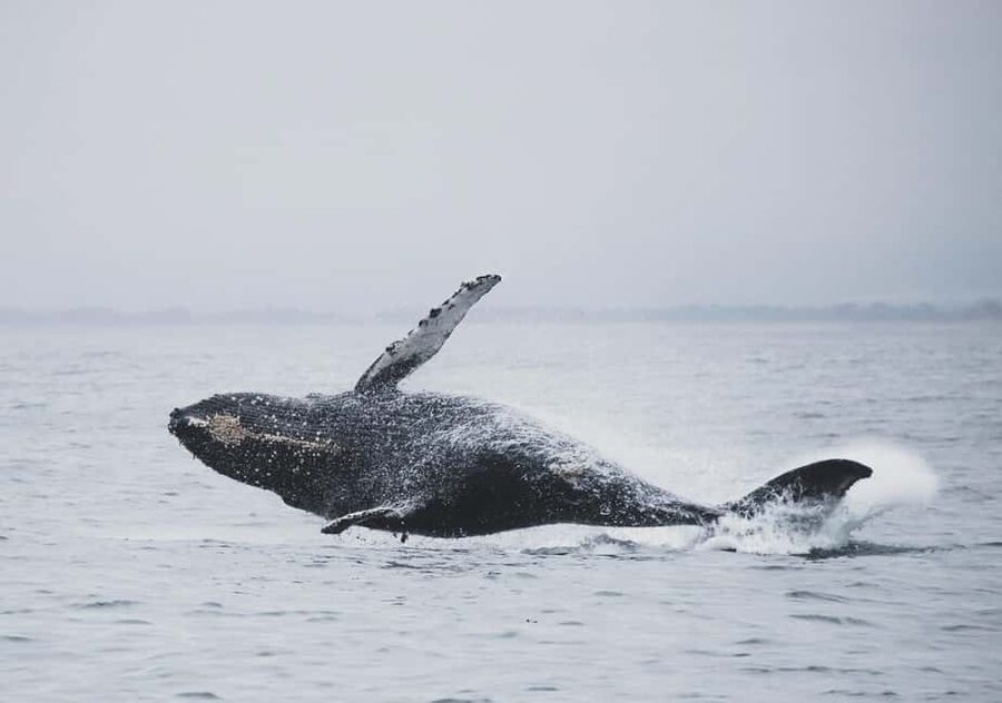 Tromsø Whale Safari with MS Keiser Wilhelm - Arctic Scenery Beyond The Wildlife