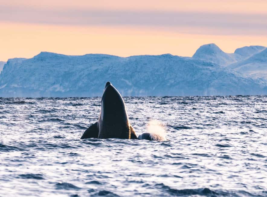 Tromsø Whale Safari with MS Keiser Wilhelm - How Much Time And Money Should You Allow?