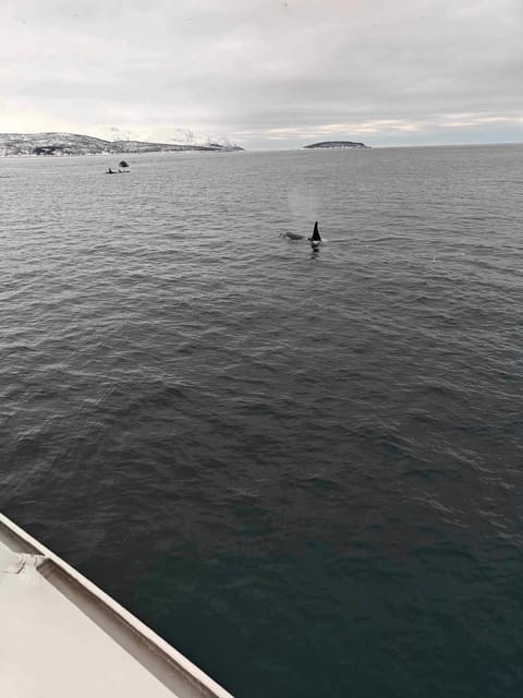 Tromsø Whale Safari with MS Keiser Wilhelm - Managing Seasickness And Cold