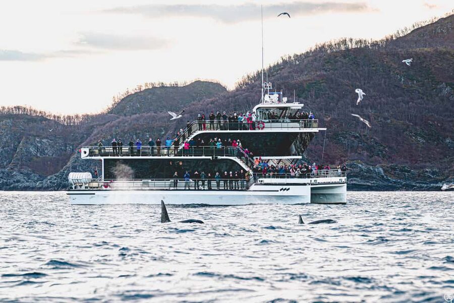 Tromsø: Whale Watching Tour by Hybrid-Electric Boat - Key points to know before booking