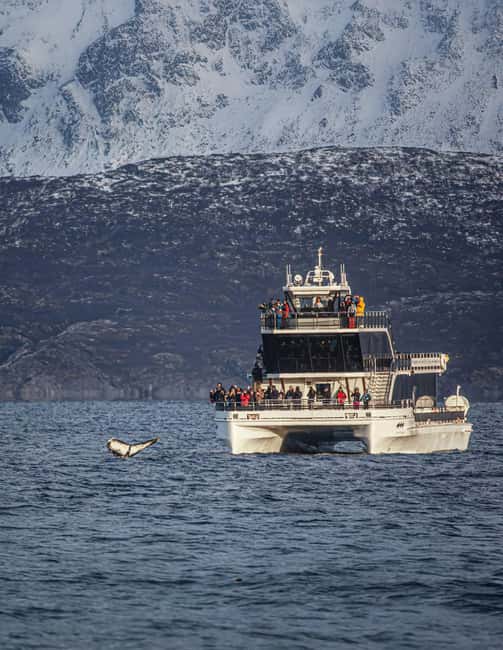 Tromsø: Whale Watching Tour by Hybrid-Electric Boat - Leaving Tromsø from Kaigata