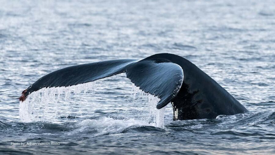 Tromsø: Whale Watching Tour by Hybrid-Electric Boat - Reaching Skjervøy and searching for whales