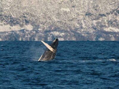 Whale Watching Tour by Hybrid-Electric Boat