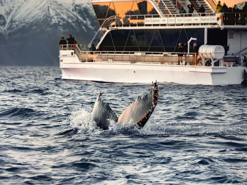 Tromsø: Whale Watching Tour by Hybrid-Electric Boat - Who should book this Tromsø whale tour?