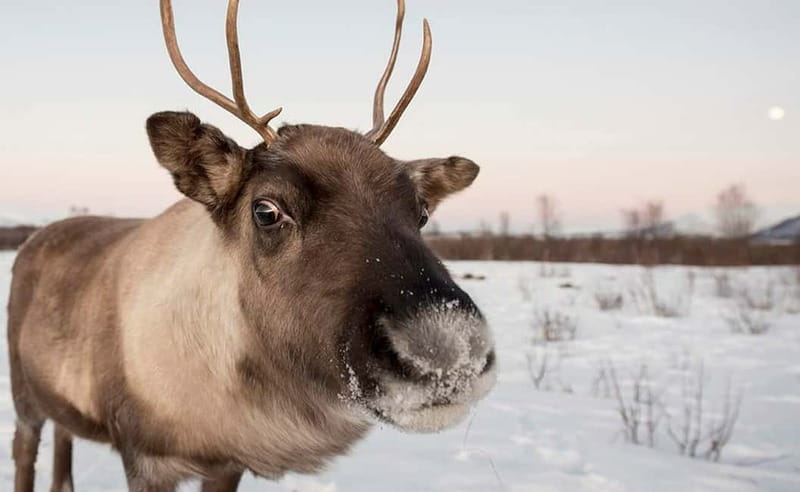Tromsø: Winter Fjord Road Trip with Citizen Science - Who will enjoy this Tromsø excursion?