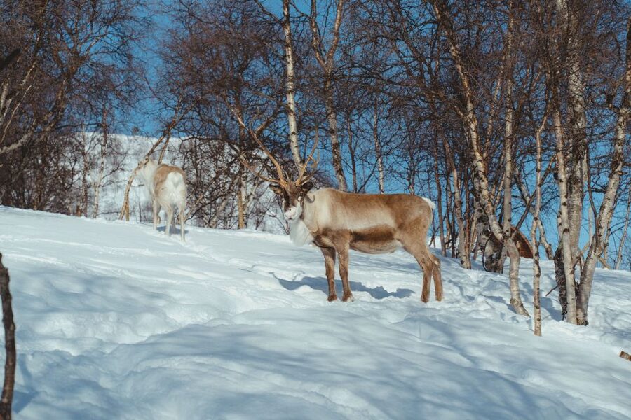True Locals of the Arctic: Reindeer Sledding at Camp Tamok - Key points to know before booking