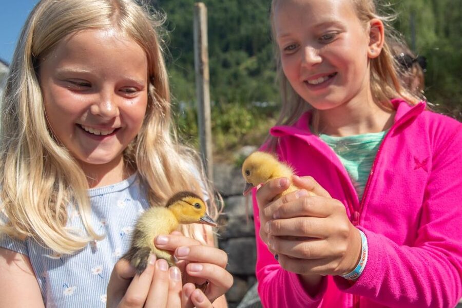 Vik i Sogn: Authentic Farm Visit - Watching Muscovy ducks and possible ducklings
