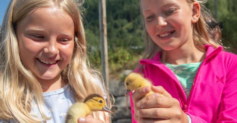 Vik i Sogn: Authentic Farm Visit - What $29 gets you